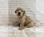 Small Photo #17 Golden Retriever Puppy For Sale in IRWIN, PA, USA