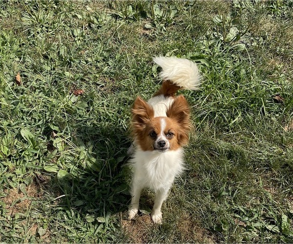 Medium Photo #1 Papillon Puppy For Sale in MIDDLETOWN, MD, USA