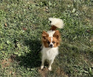 Papillon Dog for Adoption in MIDDLETOWN, Maryland USA