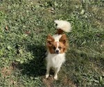 Image preview for Ad Listing. Nickname: Bindi