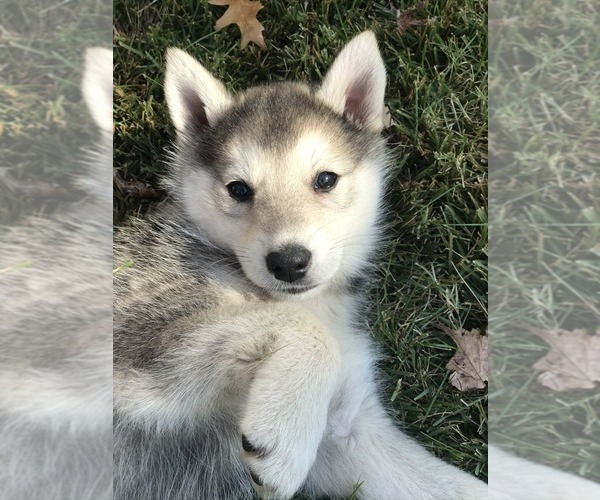 Medium Photo #1 Wolf Hybrid Puppy For Sale in HARRISON, AR, USA