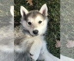 Small Photo #1 Wolf Hybrid Puppy For Sale in HARRISON, AR, USA