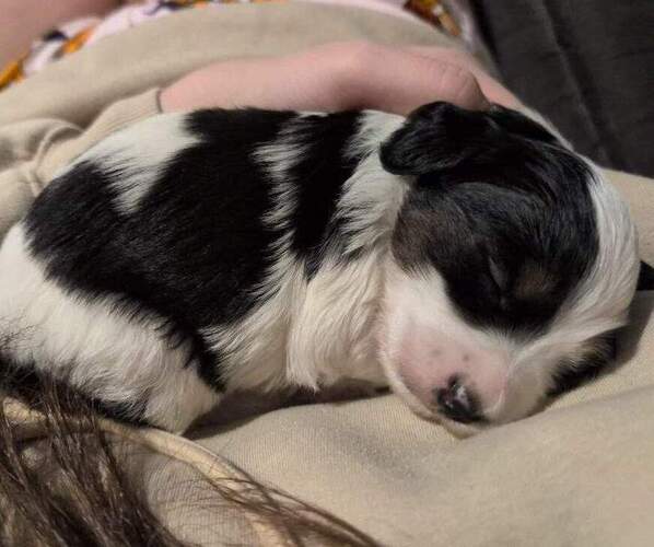 Medium Photo #3 Bernedoodle (Miniature) Puppy For Sale in LEETONIA, OH, USA