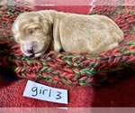 Puppy Puppy 3 Goldendoodle (Miniature)