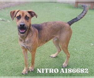 German Shepherd Dog-Unknown Mix Dogs for adoption in Pasadena, TX, USA