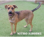 NITRO - Male German Shepherd Dog-Unknown Mix Dog for Adoption - Small photo