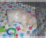 Small #8 Havanese-Poodle (Toy) Mix