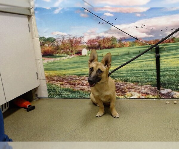 Medium Photo #1 Pembroke Welsh Corgi-Unknown Mix Puppy For Sale in Moreno Valley, CA, USA