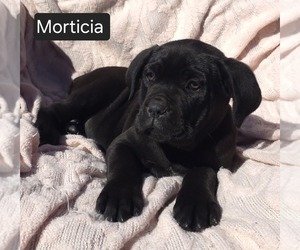 Cane Corso Puppy for sale in MINERAL WELLS, WV, USA