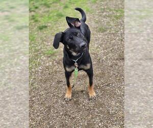 German Shepherd Dog Dogs for adoption in Center Township, PA, USA