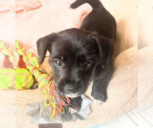 Pin-Tzu Dogs for adoption in Oakland Park, FL, USA