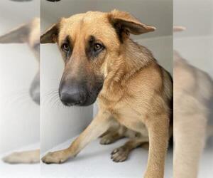 German Shepherd Dog Dogs for adoption in Houston, TX, USA