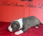 Small Photo #5 American Pit Bull Terrier Puppy For Sale in TRENTON, NJ, USA