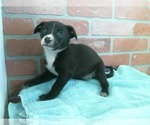 Small #3 Labrador Retriever Mix