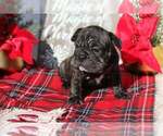 Small Photo #2 Bulldog Puppy For Sale in CORAL SPRINGS, FL, USA