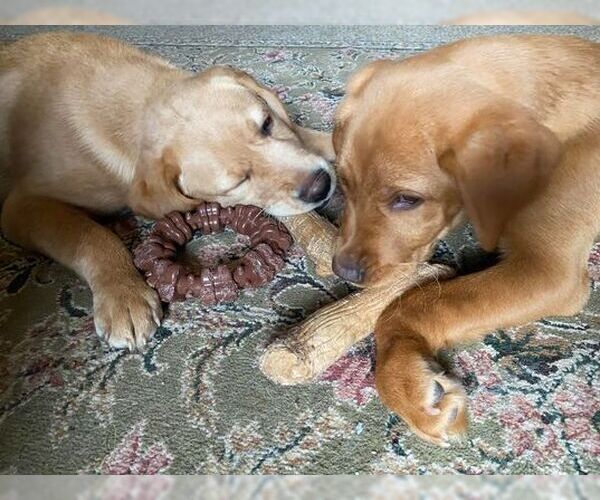 Medium Photo #7 Mutt Puppy For Sale in Lewistown, PA, USA