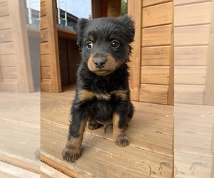 Chipin Puppy for sale in PORTLAND, OR, USA