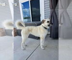 Small #3 German Shepherd Dog-Great Pyrenees Mix