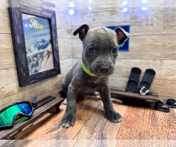 Medium Photo #4 Mutt Puppy For Sale in New London, WI, USA