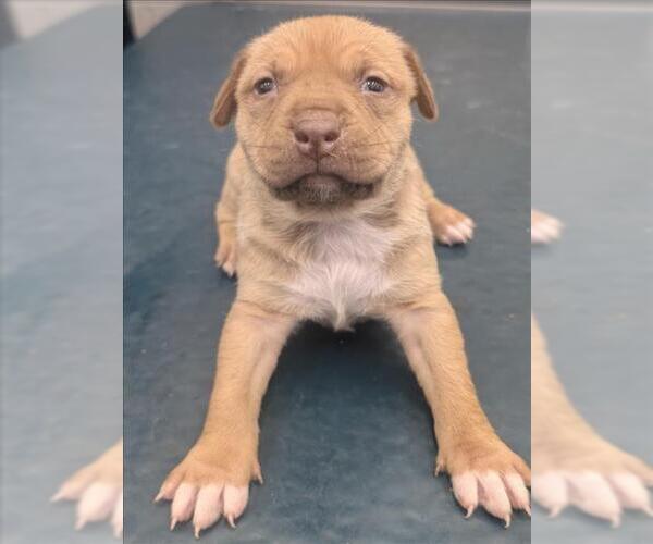 Medium Photo #1 Mutt Puppy For Sale in Mobile, AL, USA