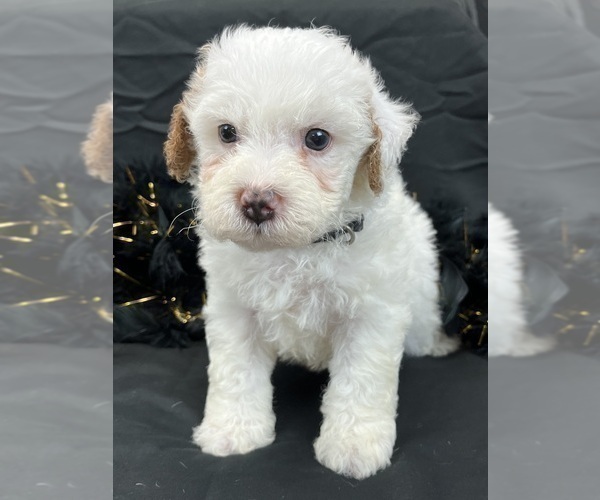 Medium Photo #4 Cavapoo Puppy For Sale in BULLARD, TX, USA