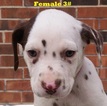 Small Photo #21 Dalmatian Puppy For Sale in ELKMONT, AL, USA