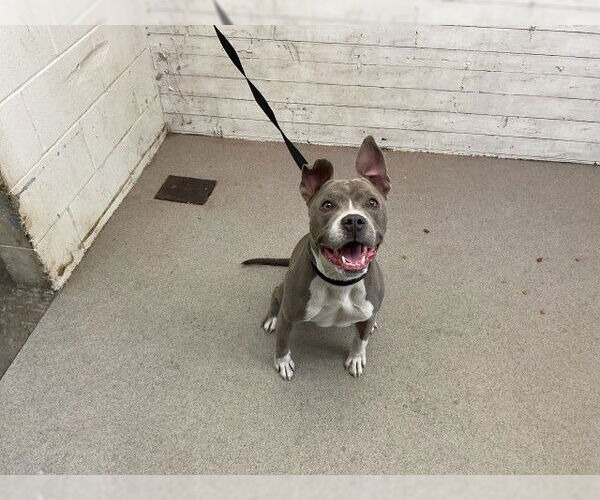 Medium Photo #1 American Pit Bull Terrier Puppy For Sale in San Bernardino, CA, USA