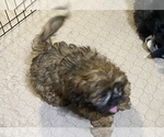 Small Photo #5 Shih Tzu Puppy For Sale in GLOUCESTER, VA, USA