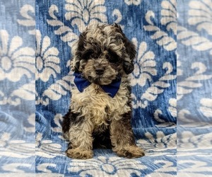 Cock-A-Poo-Poodle (Miniature) Mix Puppy for sale in CHRISTIANA, PA, USA