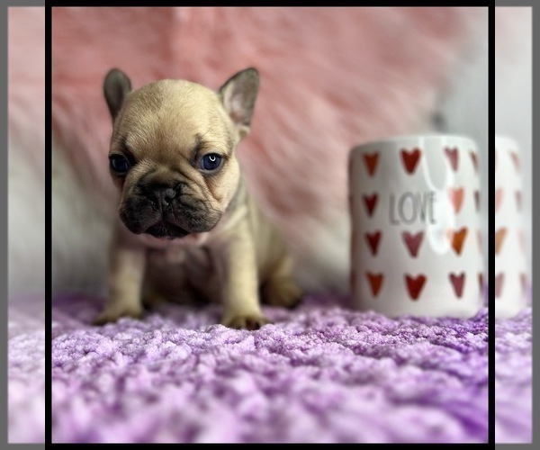 Medium Photo #3 French Bulldog Puppy For Sale in OJAI, CA, USA