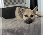 Small #4 Labrador Retriever Mix