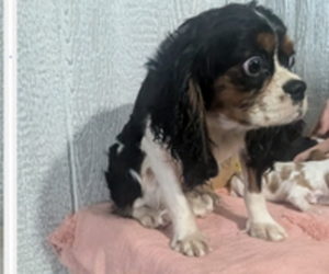 Father of the Cavalier King Charles Spaniel puppies born on 05/06/2025