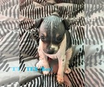 Puppy Puppy 2 American Hairless Terrier