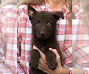 German Shepherd Dog Puppy for sale in OSTRANDER, OH, USA