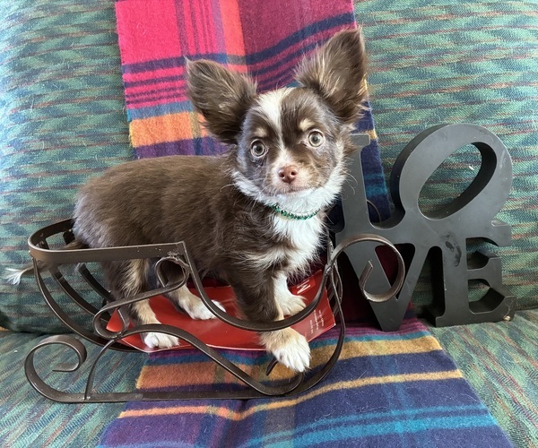 Medium Photo #7 Chihuahua Puppy For Sale in NEWVILLE, PA, USA