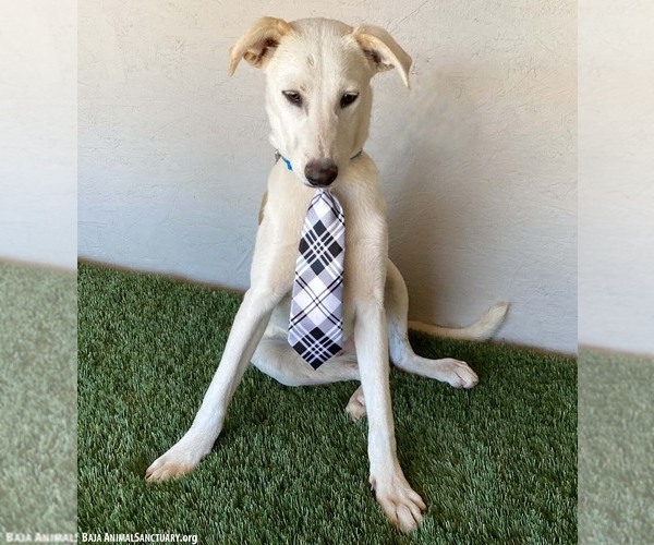 Medium Photo #3 Labsky Puppy For Sale in San Diego, CA, USA