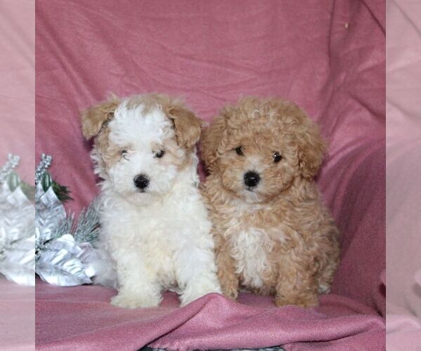 Medium Photo #2 Maltipoo Puppy For Sale in QUARRYVILLE, PA, USA