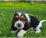 Small #4 Basset Hound