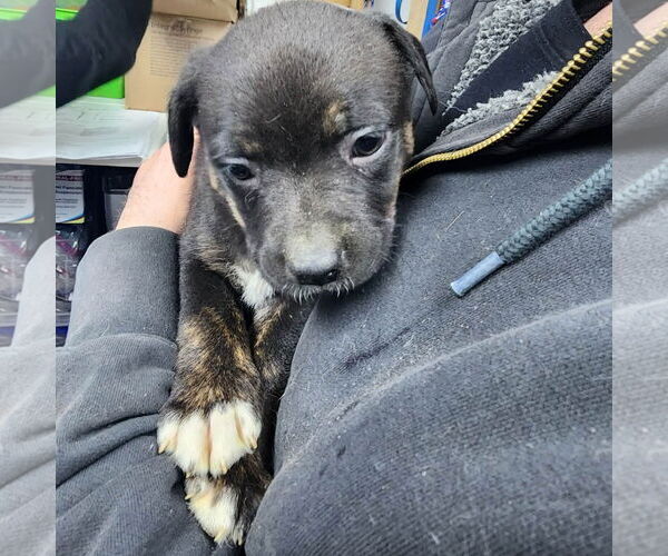 Medium Photo #8 Mutt Puppy For Sale in Fargo, ND, USA