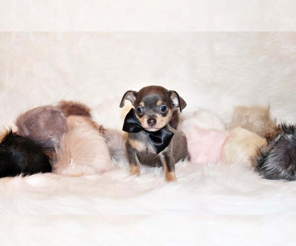Medium Photo #57 Chihuahua Puppy For Sale in CHARLESTON, AR, USA