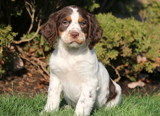 English Springer Spaniel Puppy for sale in MOUNT JOY, PA, USA