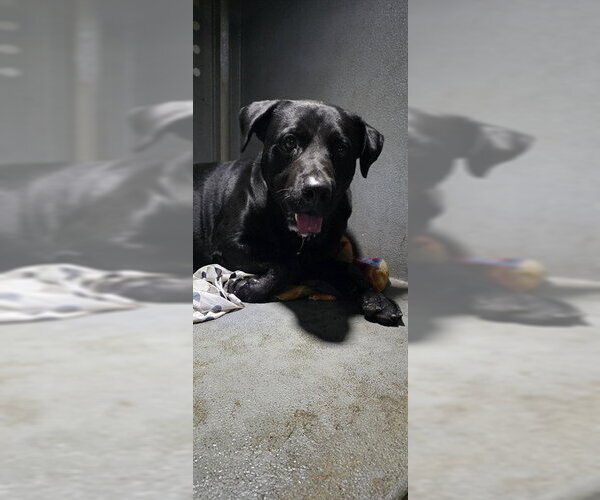Medium Photo #1 Labrador Retriever-Unknown Mix Puppy For Sale in Downey, CA, USA