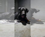 Small Labrador Retriever Mix