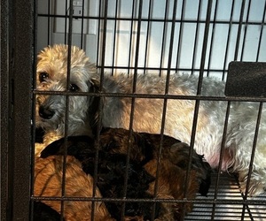 Mother of the Poovanese puppies born on 06/08/2025