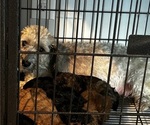 Small Photo #1 Poovanese Puppy For Sale in BEECHGROVE, TN, USA