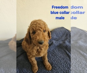 Medium Goldendoodle