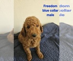 Puppy Freedom Goldendoodle