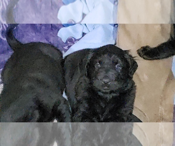 Medium Photo #34 Labrador Retriever Puppy For Sale in WOODLAND, WA, USA