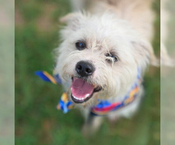 Medium Photo #1 Mutt Puppy For Sale in San Antonio, TX, USA