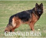 Small #2 German Shepherd Dog